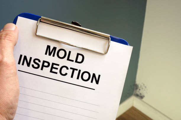 Why You Should Choose Our Mold Remediation Services in Fountain Hills, AZ